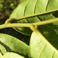 Uvaria sphenocarpa Hook.f. & Thomson